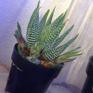 Meet your Posher, Chloe